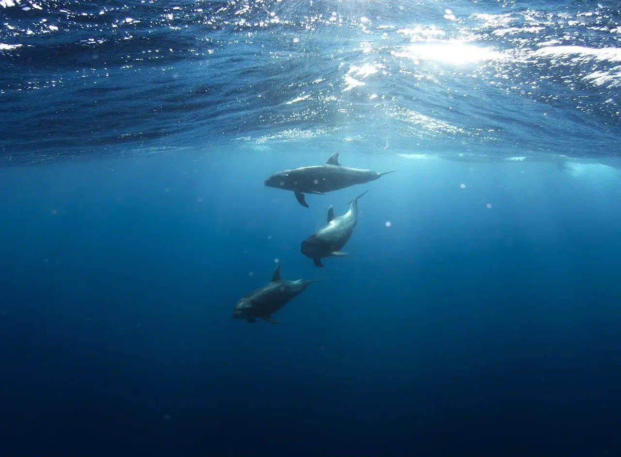 Стая дельфинов фото
