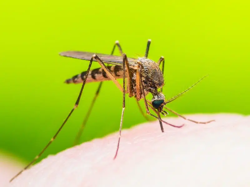 малярия комар фото