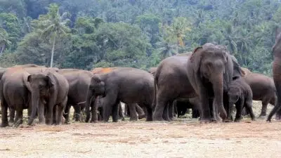 Стадо слонов фото