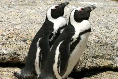 Пингвины африканские фото