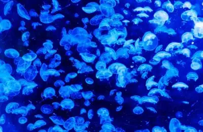 медузы фото