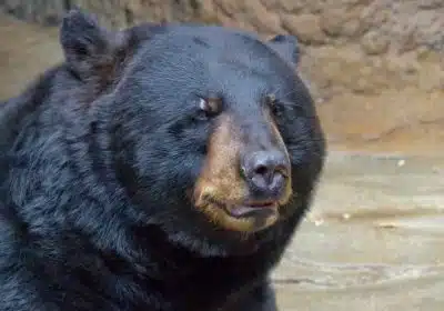 Американский черный медведь (Ursus americanus) фото