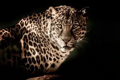 Леопард фото
