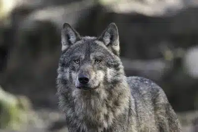 Волк фото