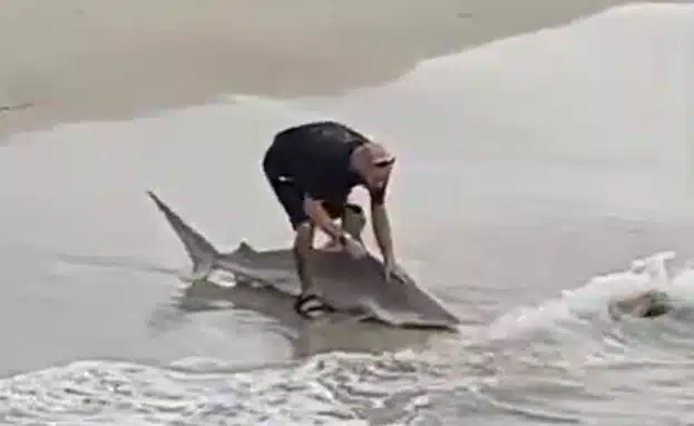 Я знал, что она умрет: в Ашдоде разыгралась драма с акулой 2 Акула в Ашдоде