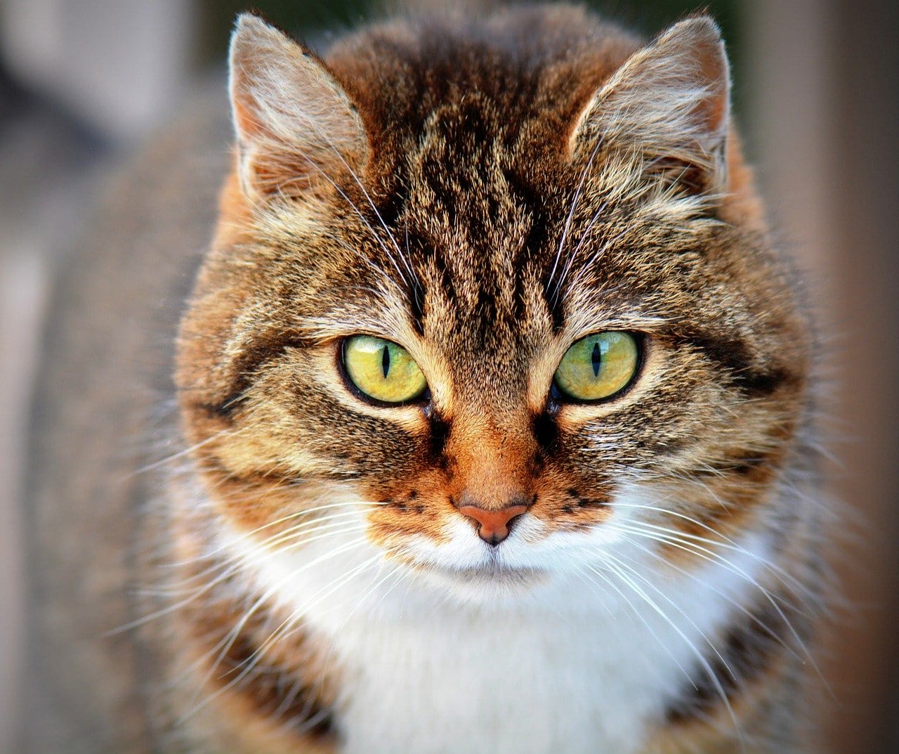 Ученые нашли ответ на главный вопрос о поведении кошек