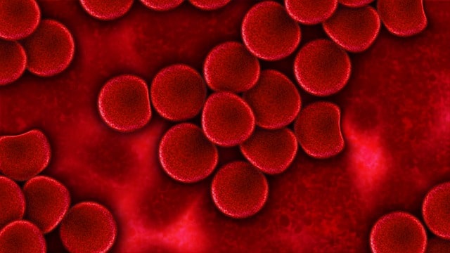 клетки крови фото