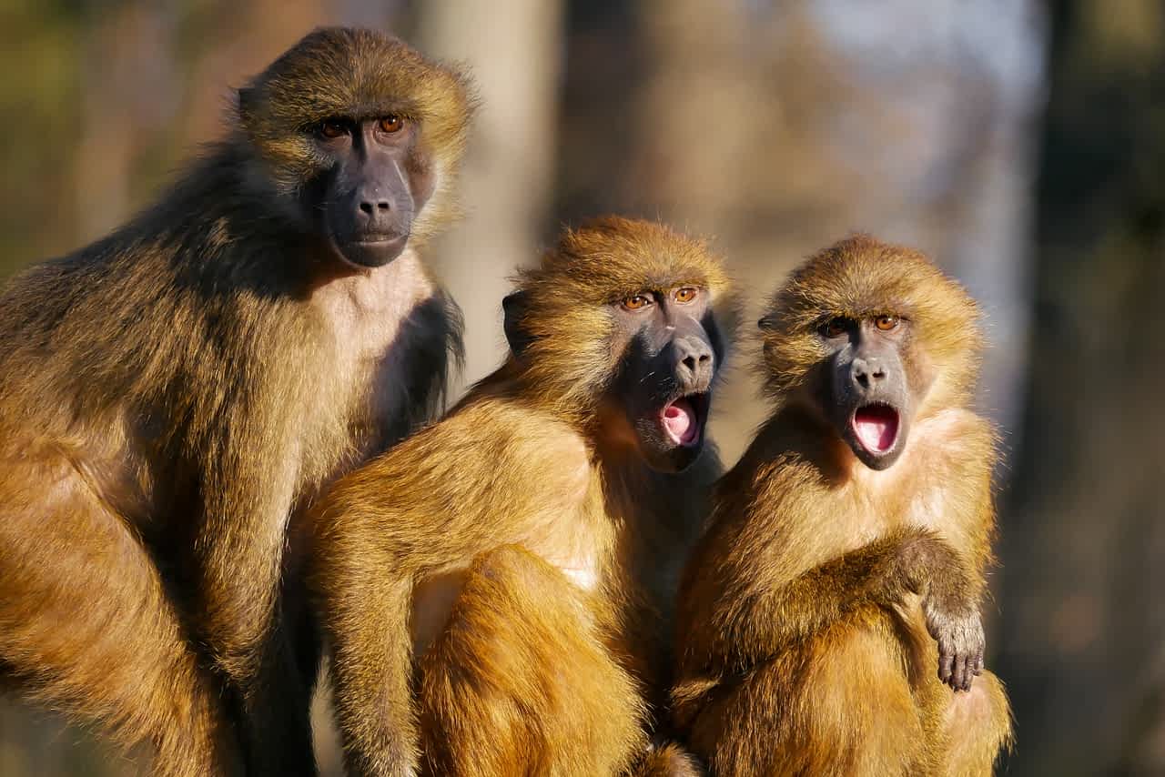 Ученые выяснили, на сколько люди отличаются от приматов
