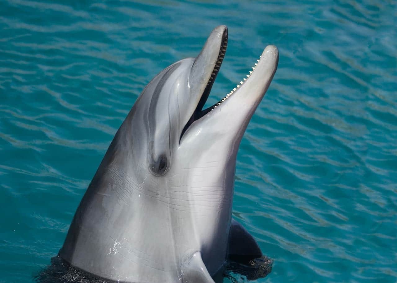 Дельфин изображение