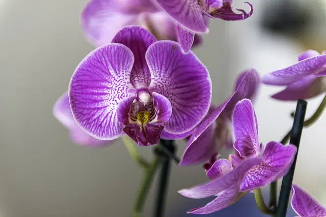 В США обнаружили редкую орхидею, которую 120 лет считали вымершей 03.05.2024