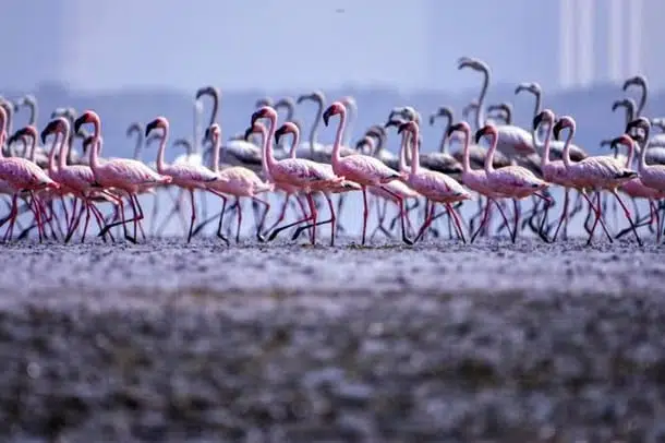 миграция фламинго израиль фото
