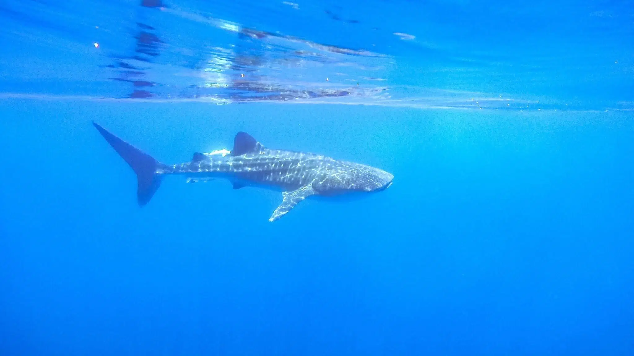 В Австралии поймали устрашающую глубоководную акулу 18.05.2024