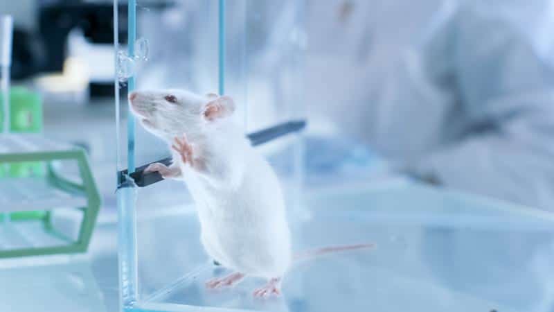 мышь в лаборатории фото