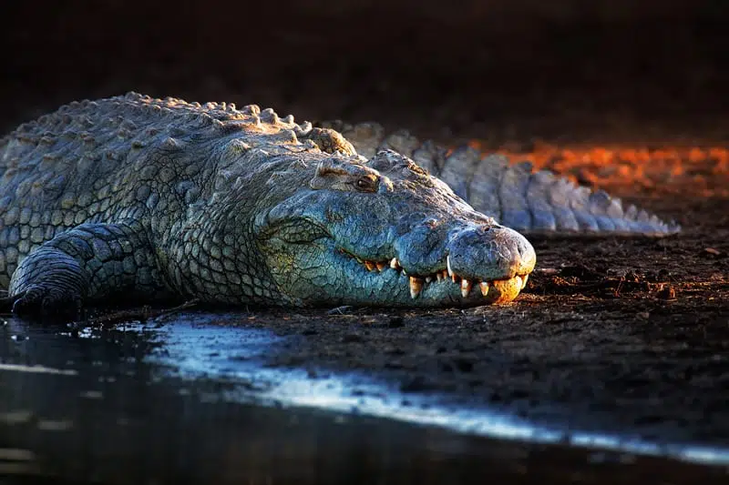 Крокодил фото