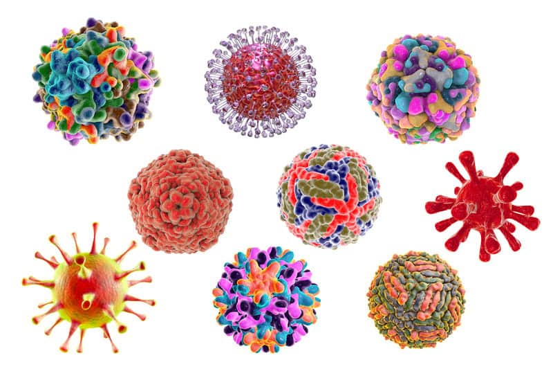 Ученые выяснили, как вирусы перехитрили клеточную иммунную систему