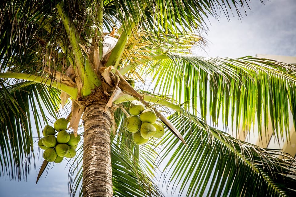 Кокосовая пальма фото