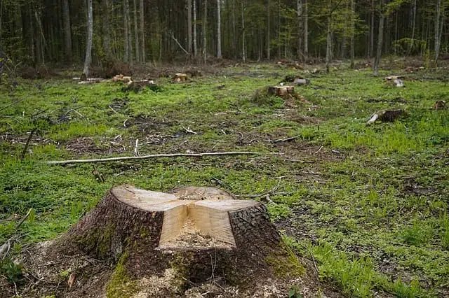 вырубка лес фото
