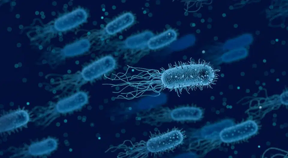 Бактерии изображение