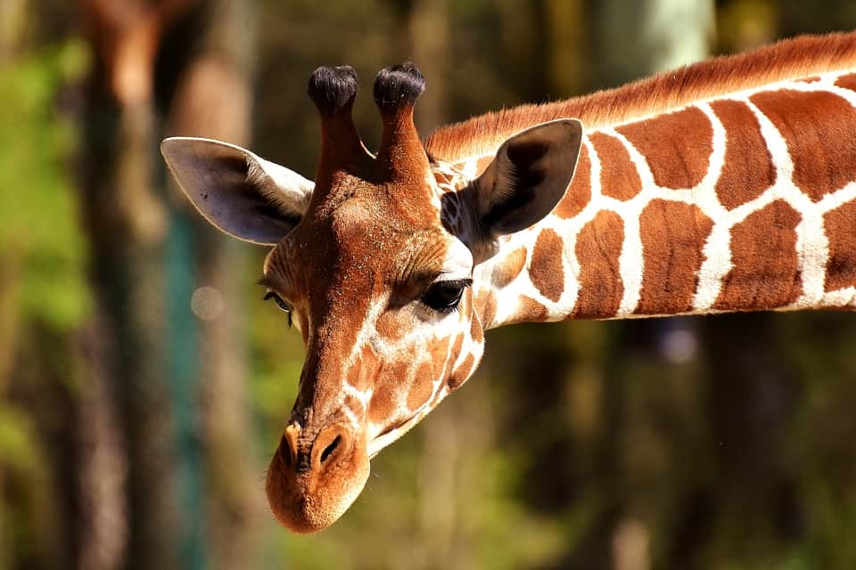 сеть умилили фотографии с малышом-жирафом из зоопарка в честере 12 августа, 2022