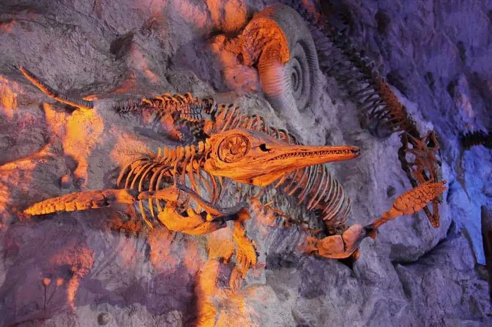 скелеты древних животных фото