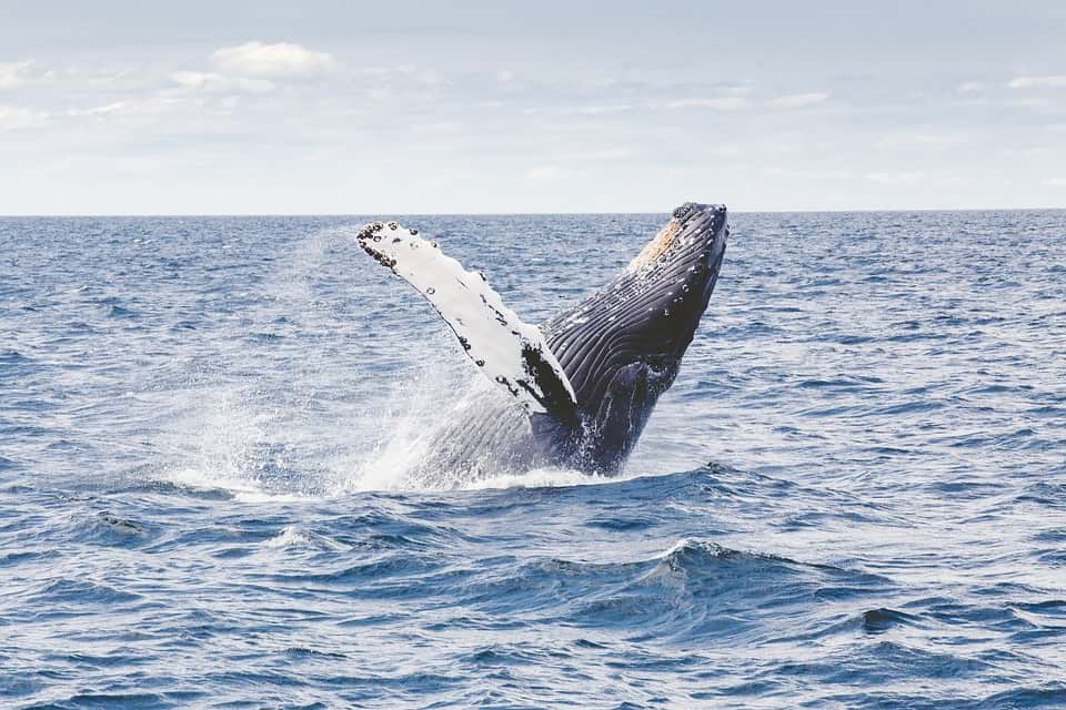 синий кит фото
