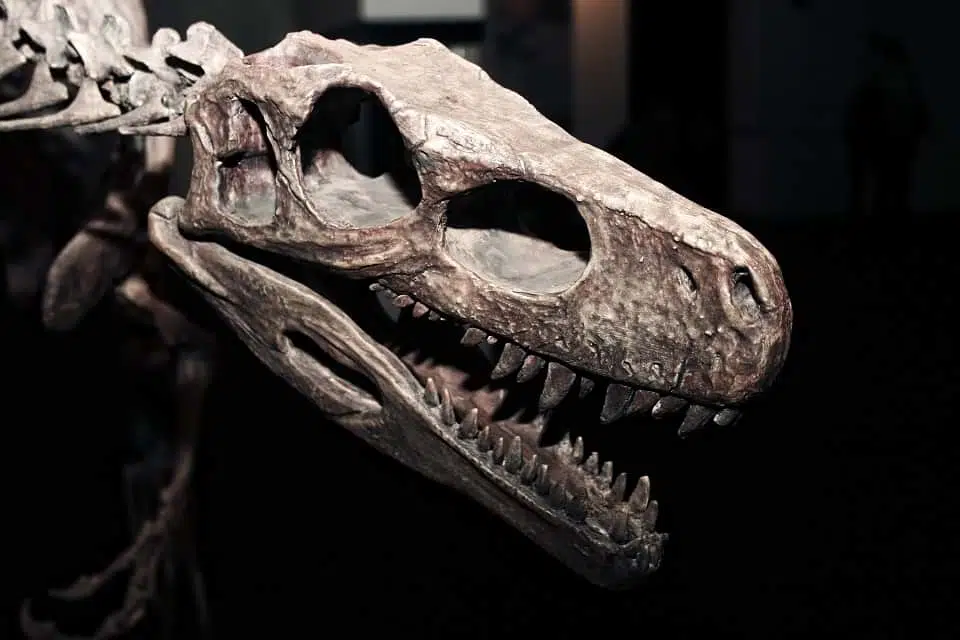 Ученые рассказали, почему у тираннозавров были маленькие передние лапы 17.05.2024