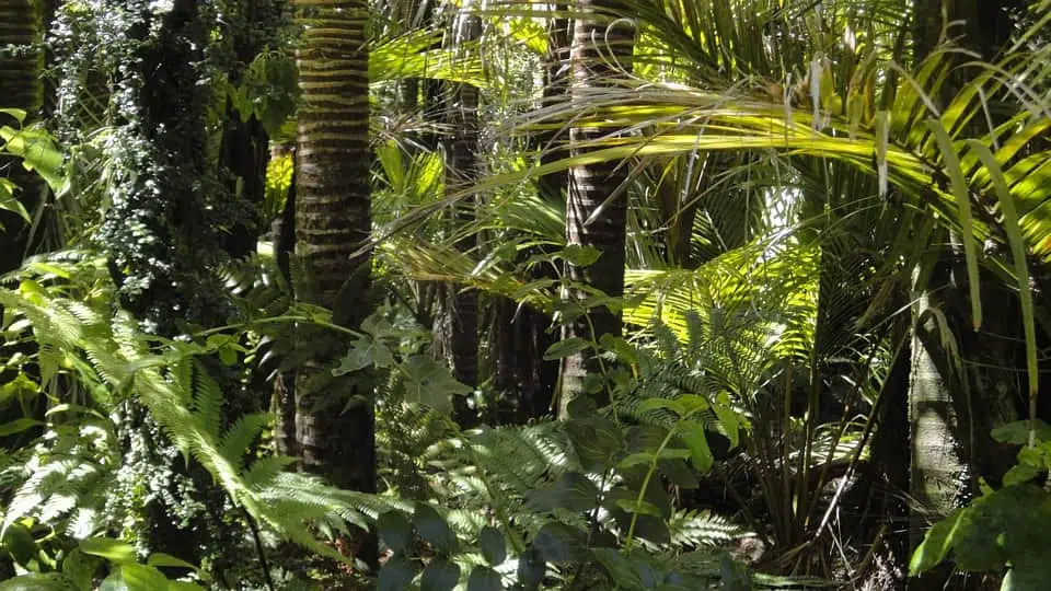 тропический лес изображение