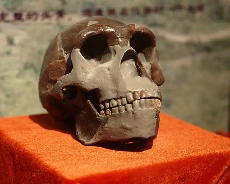 реконструкция черепа Homo erectus фото