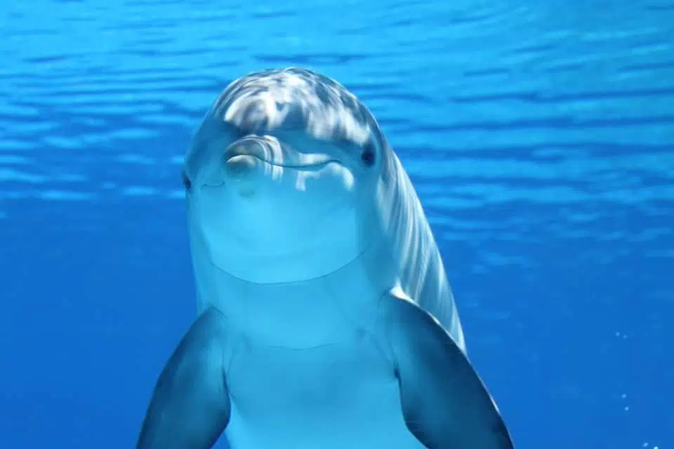 Дельфин океан фото