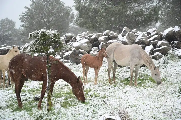 На севере Израиля начался сильный снегопад 18.04.2024