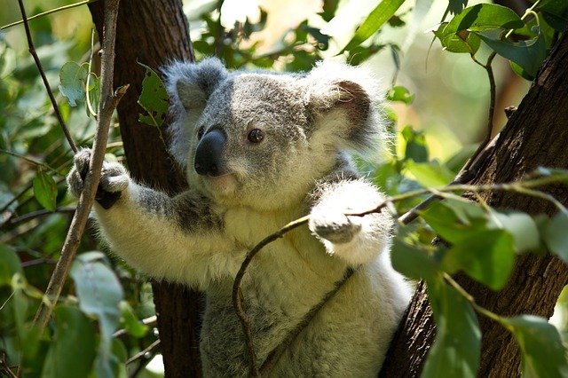 Коала фото цветок уличный