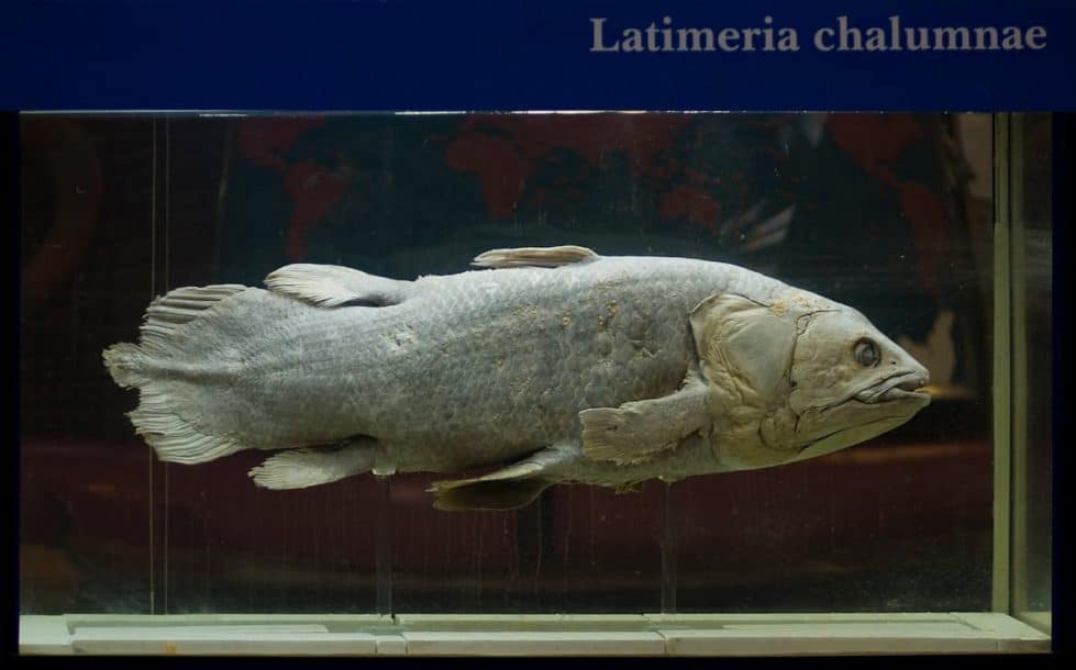 Латимерия рыба фото