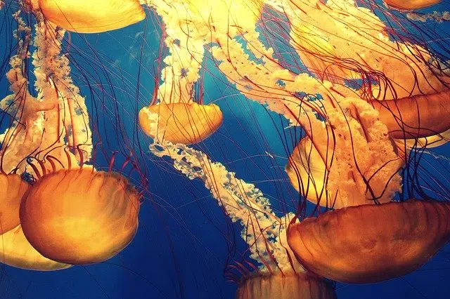 Медузы фото
