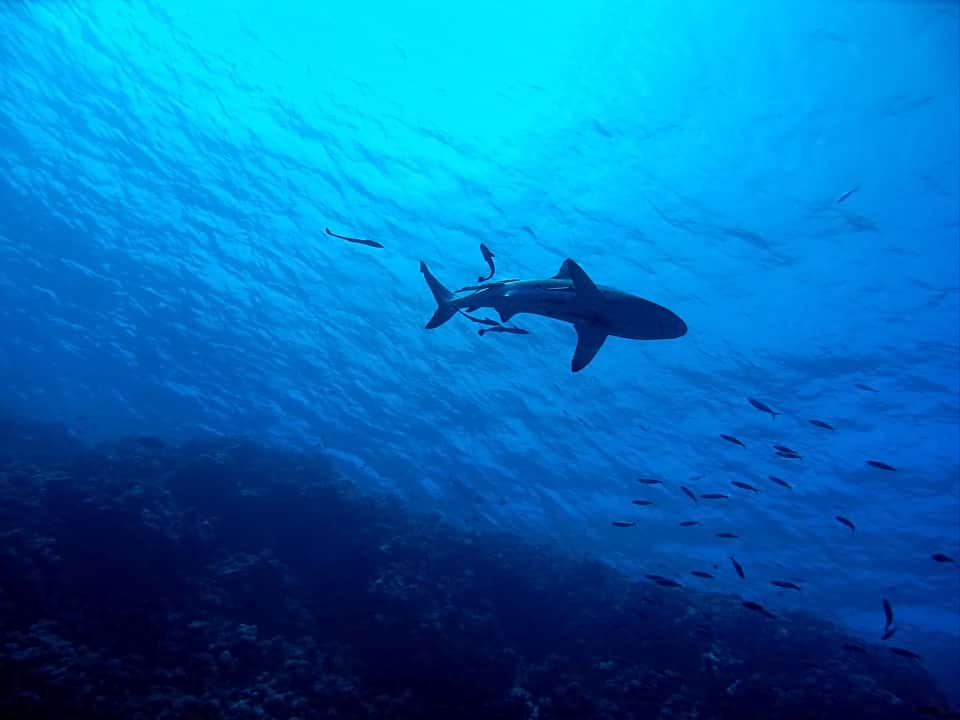 акула рыбы фото