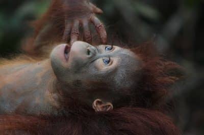 Ученые рассказали, как орангутаны занимаются самолечением