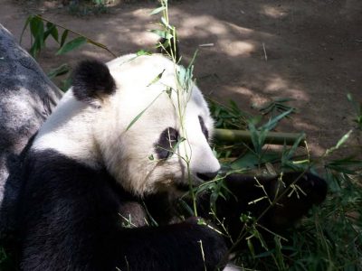 Китай отобрал у Британии панд - что произошло