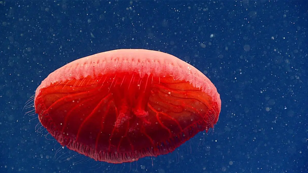 новый вид медуз фото