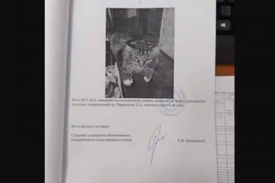 Кота вызвали на допрос фото