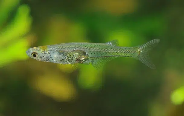 Прозрачная рыба Danionella cerebrum фото