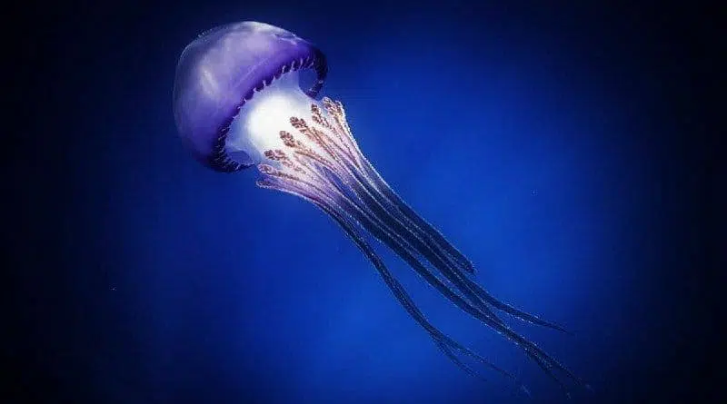 Пурпурная медуза фото