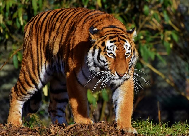 Тигр зоопарк животное фото