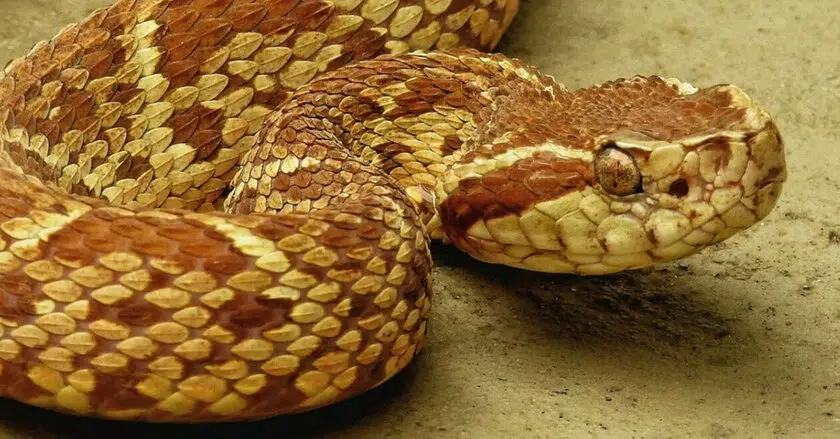 Ядовитая змея жараракусу фото