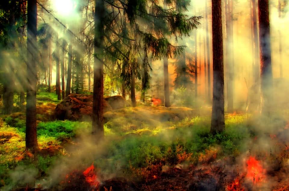Лесной пожар изображение