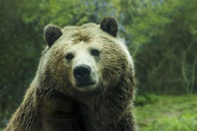 В Японии мастер каратэ подрался с агрессивным медведем - видео