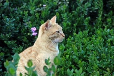 Вредит ли кошкам одиночество — эксперты опровергли миф