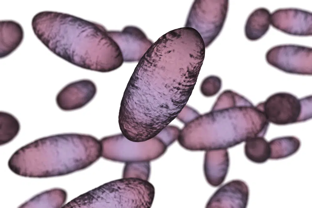 Бактерии бубонной чумы изображение