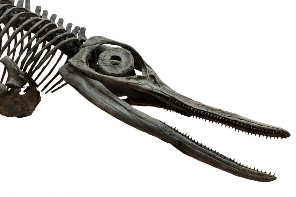Череп вымершего ихтиозавра фото