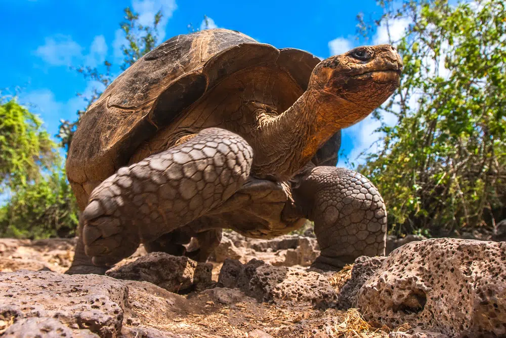 Галапагосская черепаха фото