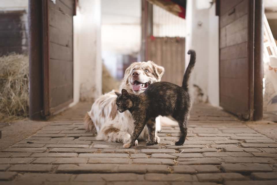 Кошка и собака фото