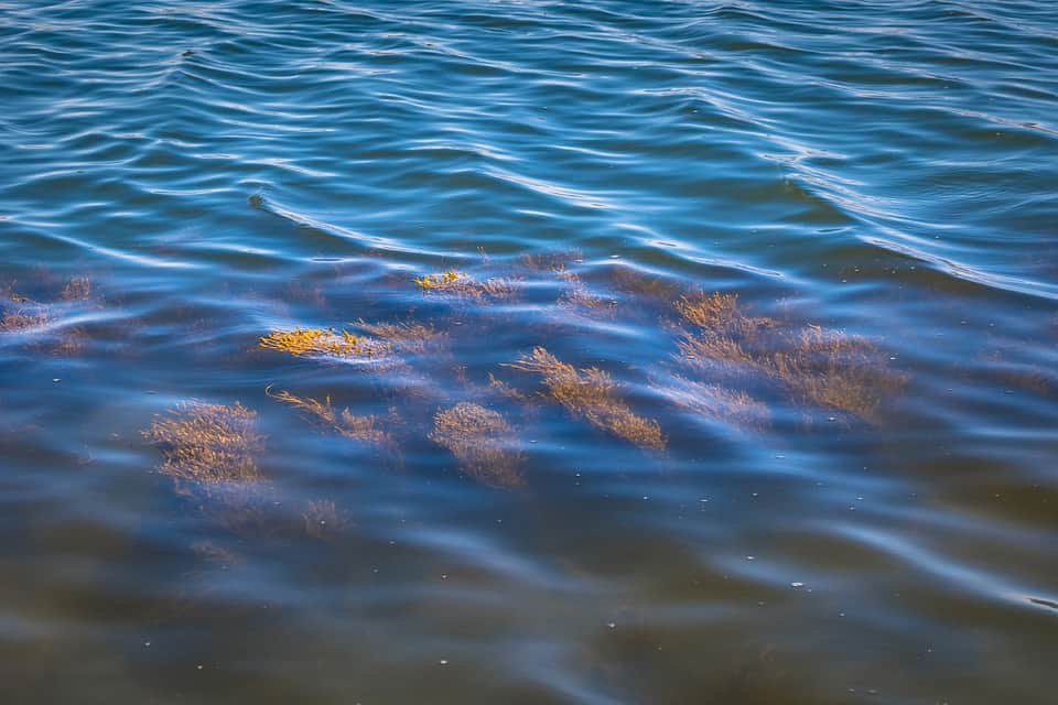 Морские водоросли фото
